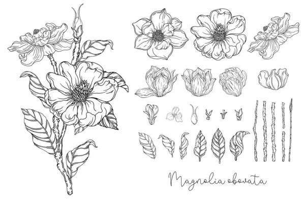 白黒のグラフィック 白いマグノリア ベクトルイラスト 植物図 — ストックベクタ