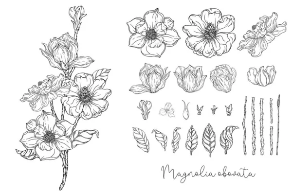 Graphiques Noir Blanc Magnolia Blanc Illustration Vectorielle Illustration Botanique — Image vectorielle