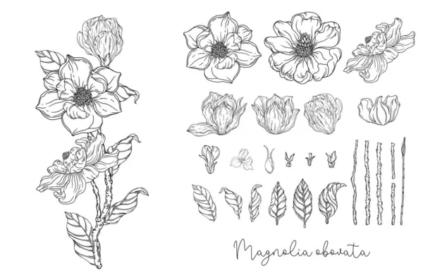 Graphiques Noir Blanc Magnolia Blanc Illustration Vectorielle Illustration Botanique — Image vectorielle