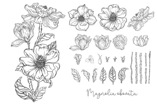 Czarno Biała Grafika Biała Magnolia Ilustracja Wektora Ilustracja Botaniczna — Wektor stockowy