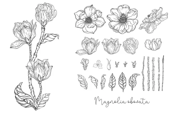 Fekete Fehér Grafika Fehér Magnólia Vektor Illusztráció Botanikai Illusztráció — Stock Vector