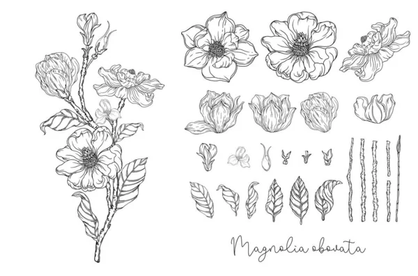 Grafica Bianco Nero Magnolia Bianca Illustrazione Vettoriale Illustrazione Botanica — Vettoriale Stock