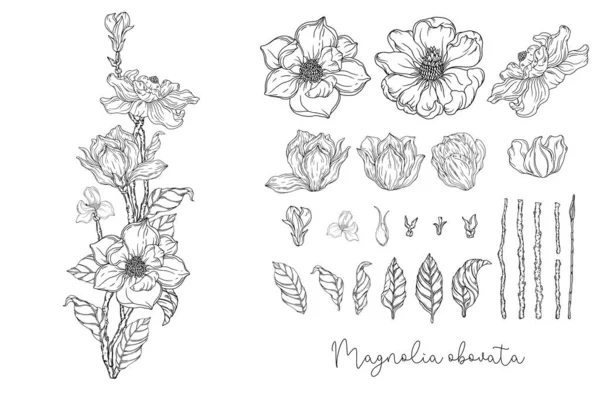 Zwart Wit Afbeeldingen Witte Magnolia Vector Illustratie Botanische Illustratie — Stockvector