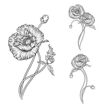 Grafik vektör çiçek bileşimi. Gelincik çiçekleri.