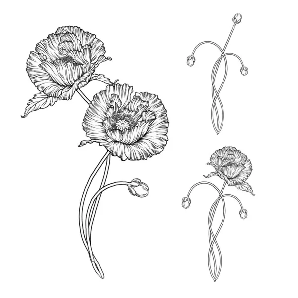 Graficzna Kompozycja Kwiatów Wektora Kwiaty Maku — Wektor stockowy