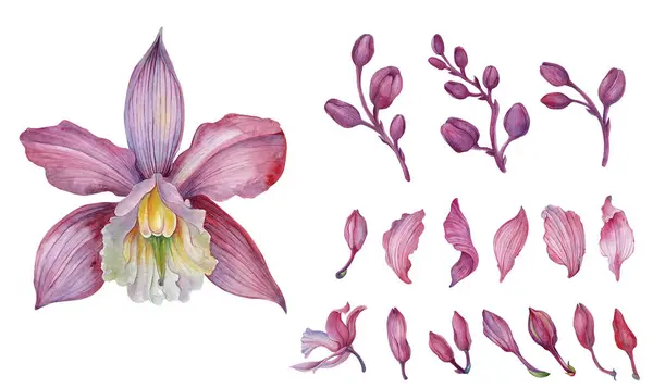 Roze Orchidee Orchidee Aliment Bezet Met Bloemstukken — Stockfoto