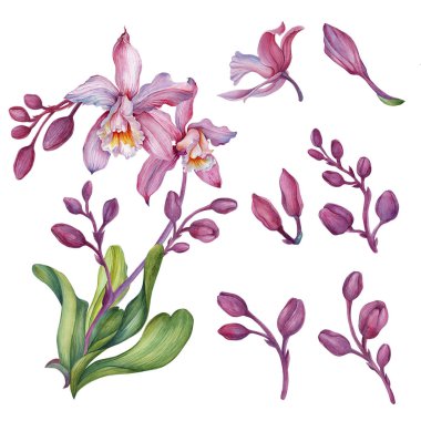 Pembe orkide, çiçek aranjmanlı orkide nafakası..