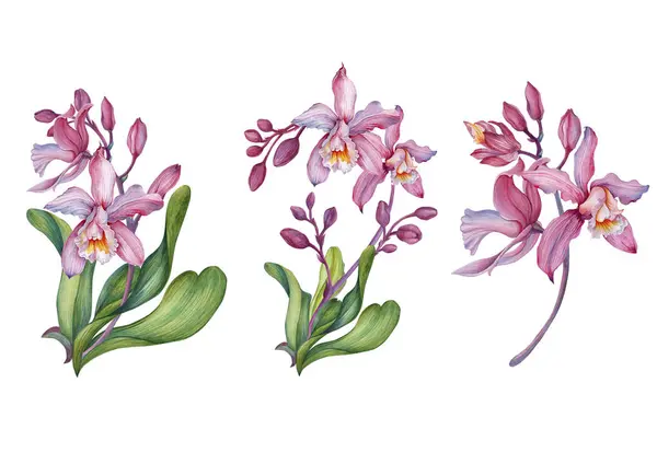 Розовая Орхидея Орхидея Алименты Цветочными Композиции — стоковое фото