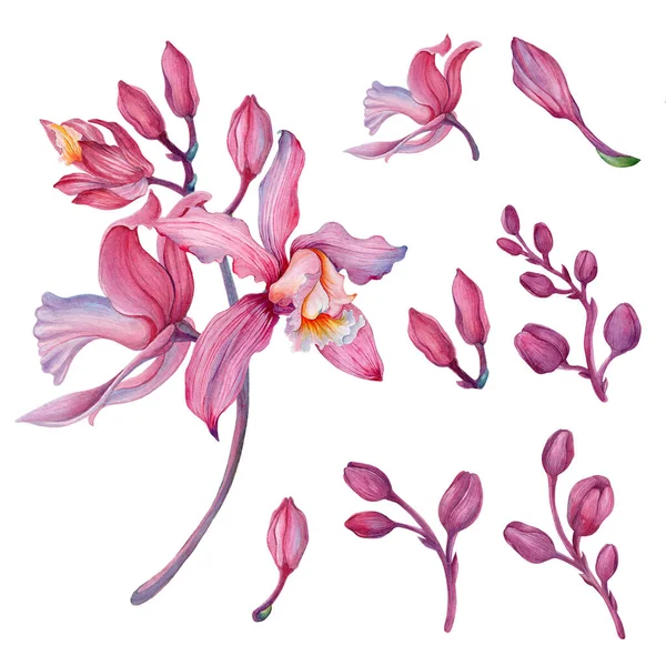 Roze Orchidee Orchidee Aliment Bezet Met Bloemstukken — Stockfoto