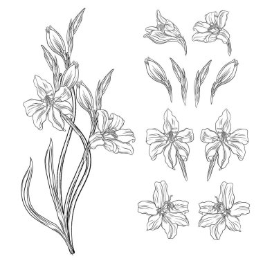 Güzel kır çiçekleri. Çiçek Grafik Kompozisyonu 5