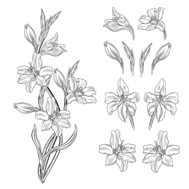 Güzel kır çiçekleri. Çiçek Grafik Kompozisyonu 5