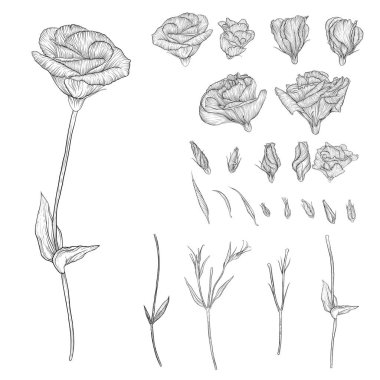 Lisianthus çiçekleri. Grafik romantik alıntılar.