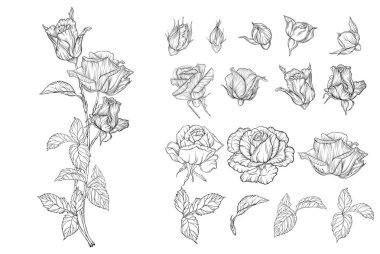 Gül çiçekleri ile çiçek bileşimlerinin vektör seti. gül