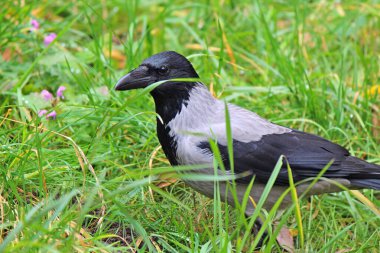 Sonbahar otlarının arasında dalgın bir karga