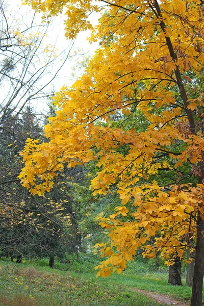 Canto Pitoresco Jardim Botânico Início Autumnb — Fotografia de Stock