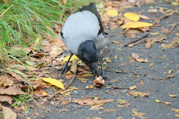 Crow Tries Crack Tasty Hard Nut — Stock Photo, Image