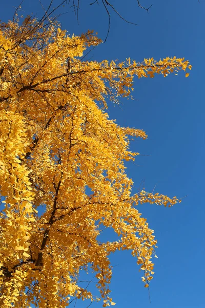 Мальовничий Куточок Ботанічного Саду Початку Осені — стокове фото