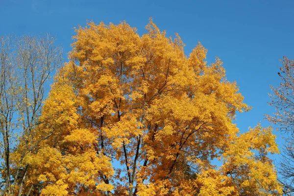 Мальовничий Куточок Ботанічного Саду Початку Осені — стокове фото