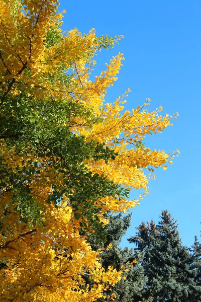 初秋时植物园中风景如画的一角 — 图库照片