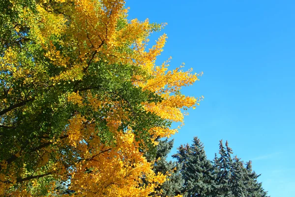 初秋时植物园中风景如画的一角 — 图库照片