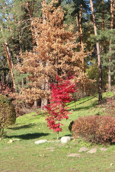 Pittoreska Hörnet Den Botaniska Trädgården Början Hösten — Stockfoto