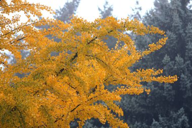 Sonbaharın başlarında botanik bahçesinin pitoresk köşesi