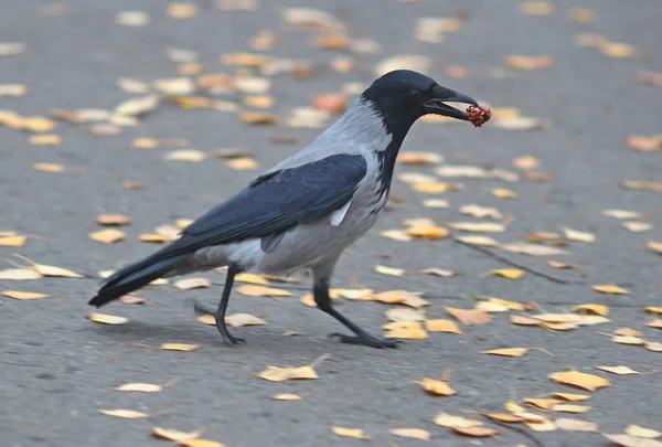 Happy Crow Found Big Tasty Nut — Stock Photo, Image