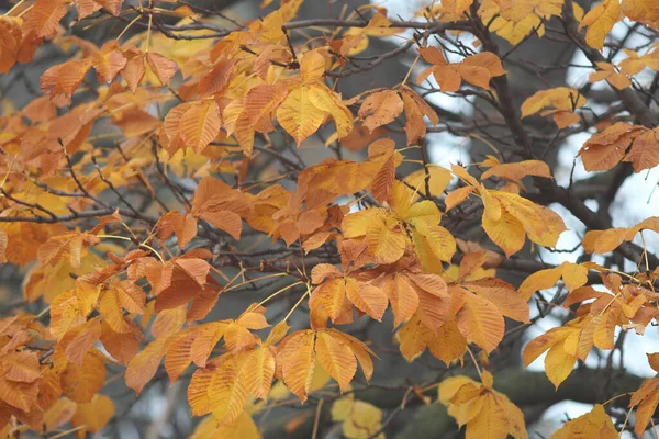 Schilderachtige Hoek Van Botanische Tuin Het Begin Van Herfst — Stockfoto