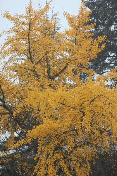 Живописный Уголок Ботанического Сада Начале Осени — стоковое фото