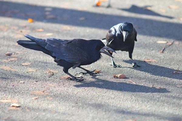 Crows Competitors Fight Delicious Nut — Stock Photo, Image