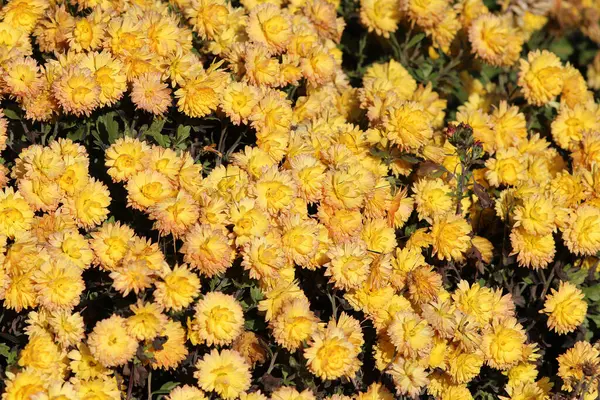 stock image riot of beautiful autumn flowers in the botanical garden of Kyiv