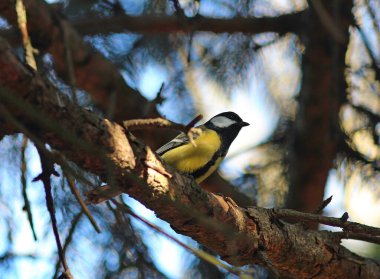  bright tit hides in the forest thicket