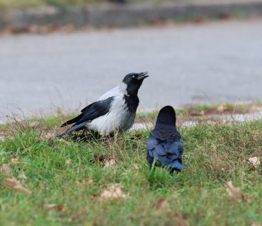 Crow - pop yıldızı - keyifli hayranlarına vokal sanatını gösteriyor