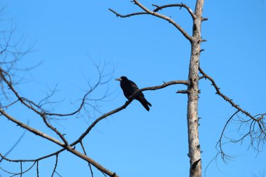 Çevresini keşfeden bir karga görüntüsü