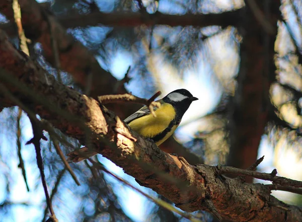 Bright Tit Hides Forest Thicket — стоковое фото