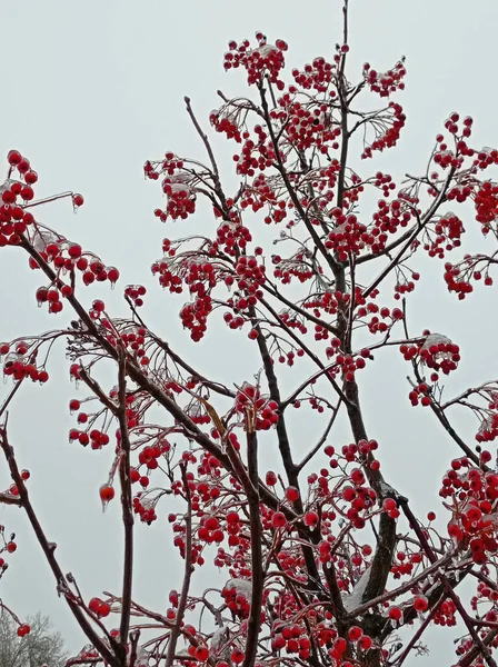 Bright Red Rowan Covered First Snow — Stock Photo, Image