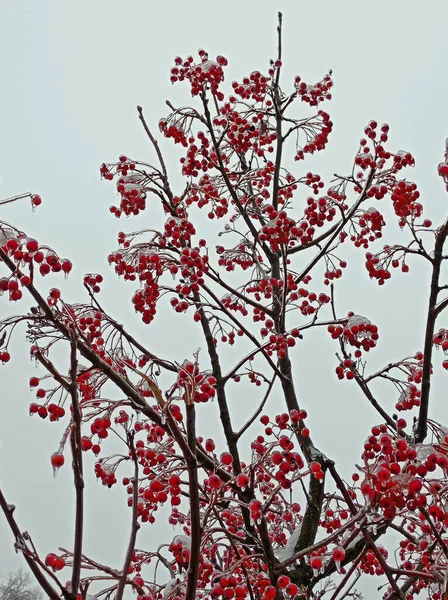 Rowan Rosso Brillante Ricoperto Prima Neve — Foto Stock