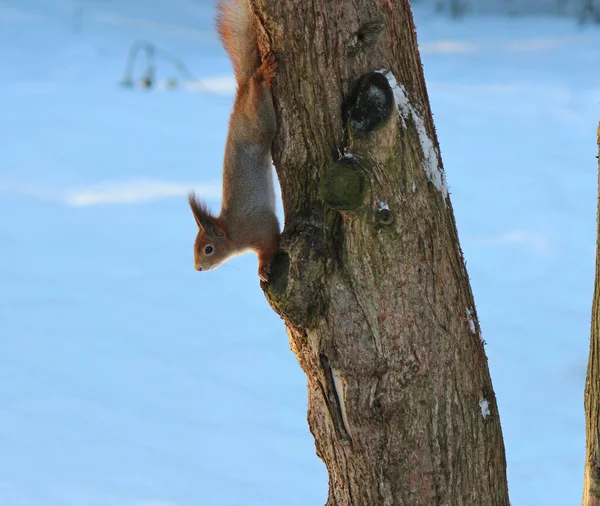 Esquilo Curioso Procura Guloseimas Neve Fresca — Fotografia de Stock