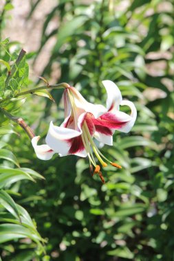  Kiev 'in botanik bahçesinde çiçek açan zambakların isyanı