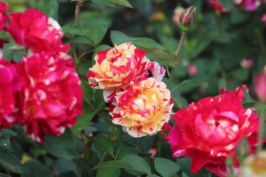 Kyiv botanik bahçesinde çiçek açan güllerin isyanı