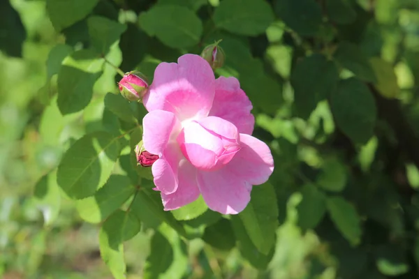 Aufruhr Blühende Rosen Botanischen Garten Von Kiew — Stockfoto