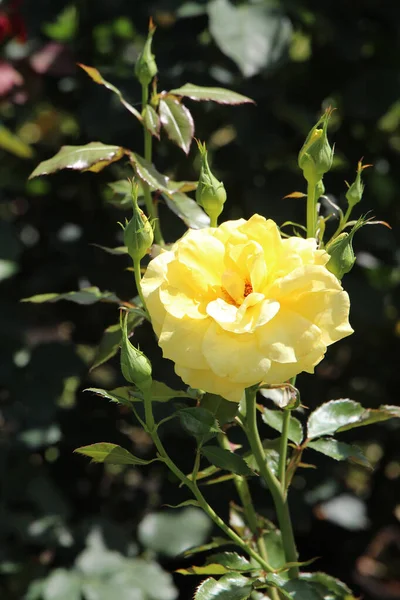 Nepokoje Kvetoucích Růží Botanické Zahradě Kyjeva — Stock fotografie