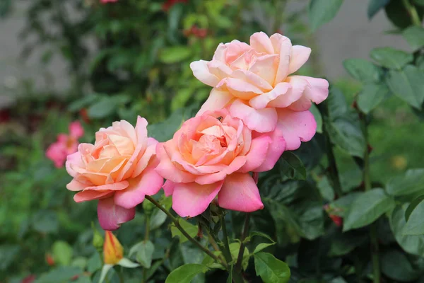 Riot Blooming Roses Botanical Garden Kyiv — Stock Photo, Image