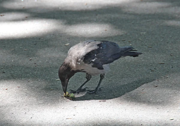 Crow Split Eats Tasty Nut — Stock Photo, Image
