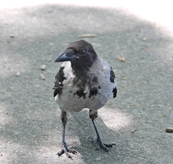 Portrait Angry Hungry Crow — Stock Photo, Image