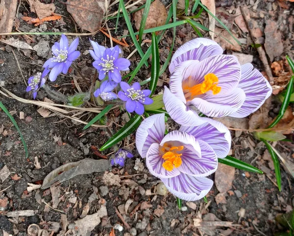 Zamieszek Kwitnących Krokusów Ogrodzie Botanicznym Kijowie — Zdjęcie stockowe