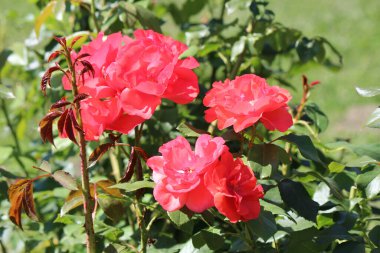 Kyiv botanik bahçesinde çiçek açan güllerin isyanı