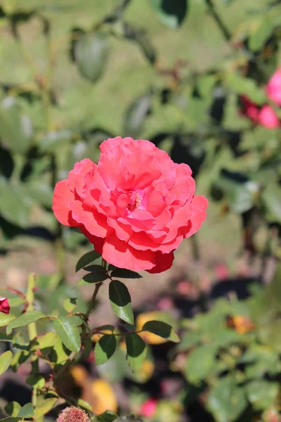 Émeute Roses Fleurs Dans Jardin Botanique Kiev — Photo