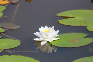 Kiev 'in botanik bahçesinde çiçek açan zambakların isyanı