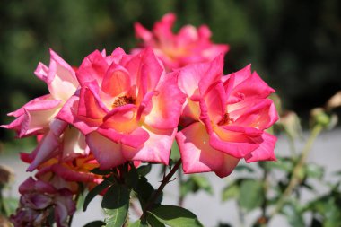 Kyiv botanik bahçesinde çiçek açan güllerin isyanı